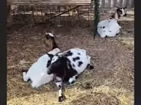 बकरी, Nigerian dwarf goats — फ़ोटो 2