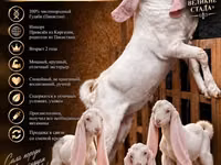 公山羊, Gulabi goats — 照片 1