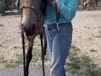 Caballo, Missouri foxtrotter — foto 7