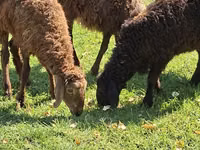 Sheep, Sheep — photo 2