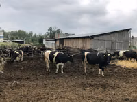 Kuh, Holstein-Rasse — Foto 7