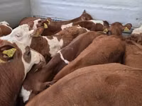 ثور, Simmental cattle — الصورة 3