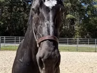 فرس, Percheron — الصورة 3
