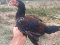 Chickens — Foto 2