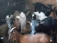 Goat, Goats — photo 2