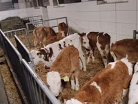 牛只（批次，未指定性别）, Simmental cattle — 照片 3