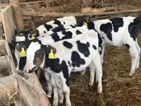 Бух, Russian Black pied cattle — 1 зураг