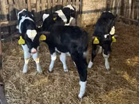 Бух, Russian Black pied cattle — 5 зураг