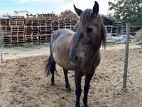 Адуу, Hucul pony — 3 зураг