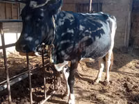 Vaca, Russian Black pied cattle — foto 4