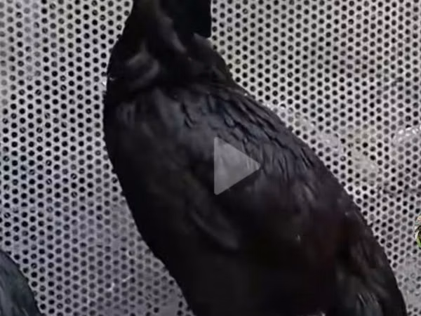 Chickens