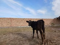 गाय, Swiss cattle — फ़ोटो 5