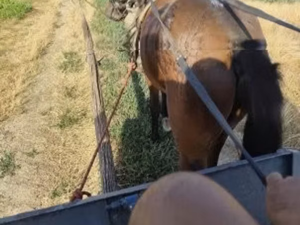 घोड़ा, घोड़े