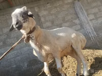 كبش, الأغنام — الصورة 1