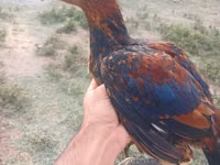 Chickens — Foto 4