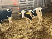 Бух, Russian Black pied cattle — 4 зураг