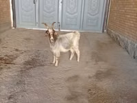 Goat, Alpine goat — photo 3