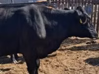 Vaca, Ganado vacuno — foto 3