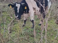 ثور, Russian Black pied cattle — الصورة 3