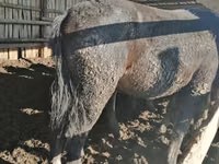 公马, Kustanai horse — 照片 3
