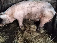 Eber, Schweine — Foto 2