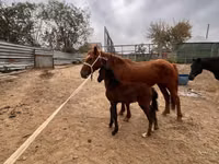 घोड़ी, Kazakh horse — फ़ोटो 2