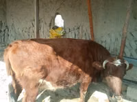 मवेशी (लॉट, लिंग निर्दिष्ट नहीं), मवेशी — फ़ोटो 1