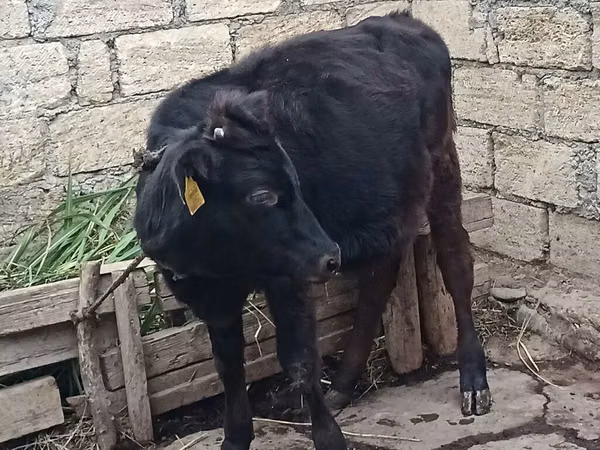 Cow, Aberdeen-Angus
