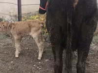 母牛, Cattle — 照片 1