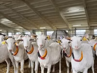Goat, Goats — photo 7