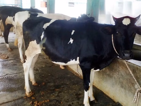 Cow, Holstein breed