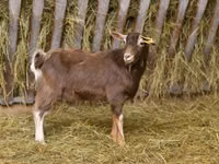 Ziege, Toggenburg goat — Foto 1