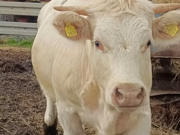 母牛, Charolais cattle