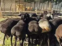 भेड़, Hissar sheep — फ़ोटो 3