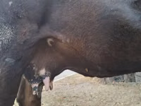 母牛, Simmental cattle — 照片 6