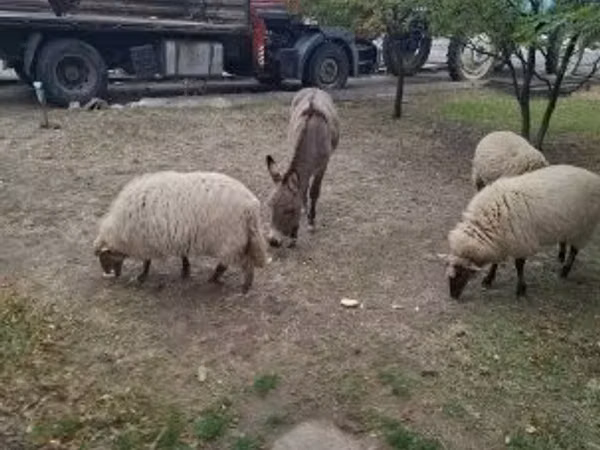 母羊, Racka sheep