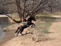 घोड़ा, Mustang — फ़ोटो 8