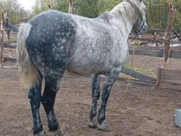 Horses (batch, sex not specified), Horse breed