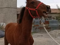 公马, Budyonny horse — 照片 3