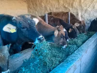 Cow, Cattle — photo 1