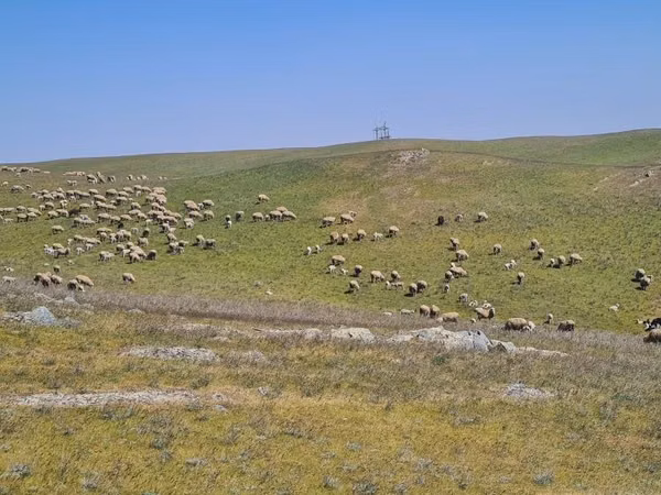 Хонь, Merino sheep
