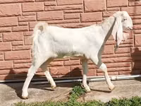 बकरी, Nubian Goat — फ़ोटो 5