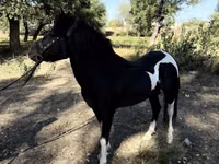 خيول (دفعة، الجنس غير محدد), American shetland pony — الصورة 1