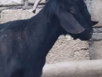 Ямааны ухна, Anatolian Black goats — 2 зураг