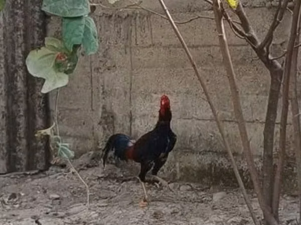 دومينانت