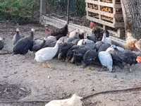 Guinea fowl — 1 зураг