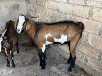تيس, Nubian Goat — الصورة 3