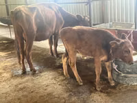 Cow, Cattle — photo 2