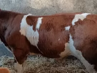ثور, Simmental cattle — الصورة 3