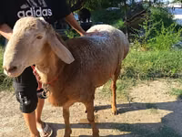 Ram, Agin sheep — photo 3